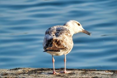 Close-up of seagull perching on a lake