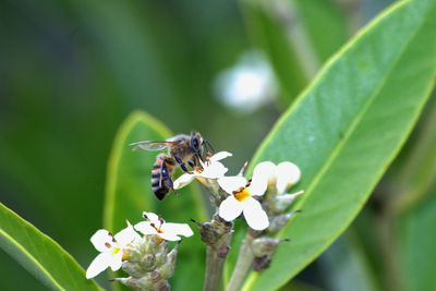 Close-up of insect on flower