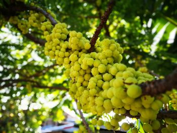 Close-up of grapes in vineyard