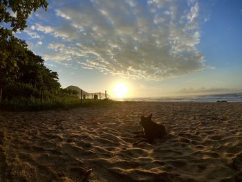 View of dog at beach during sunset