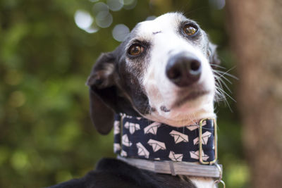 Close-up of dog looking away outdoors