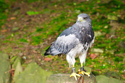 Close-up of bird perching on a land