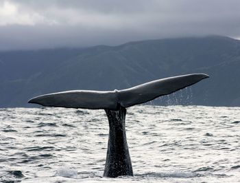 Sperm whale diving into sea against mountain