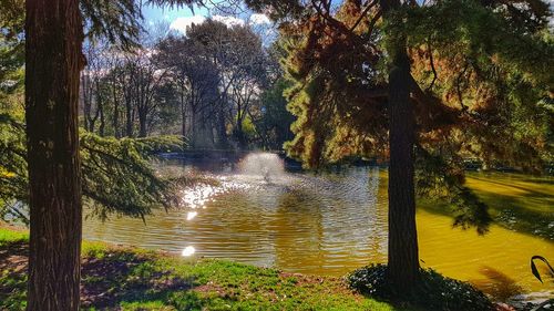 Trees by lake in forest