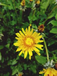 Close-up of yellow flower blooming outdoors