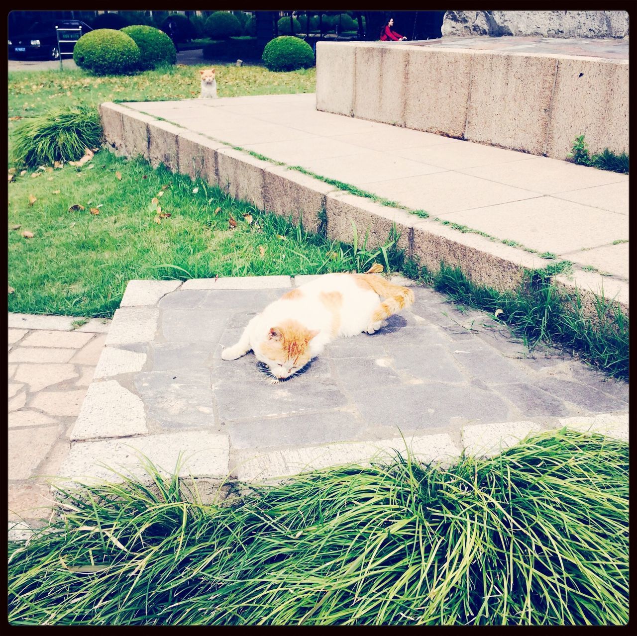 animal themes, domestic animals, transfer print, mammal, one animal, pets, grass, auto post production filter, domestic cat, dog, cat, field, high angle view, outdoors, sunlight, plant, full length, day, no people, feline