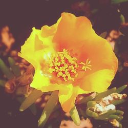 Close-up of yellow flower