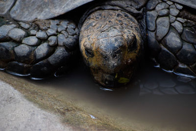 High angle view of a turtle