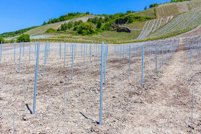 Newly planted vineyard with metal posts nearby bernkastel-kues on river moselle