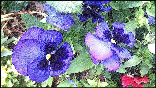 Close-up of purple flowers