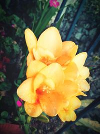 Close-up of yellow flower blooming outdoors