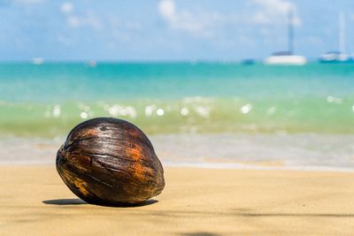 Close-up of shell on beach against sea