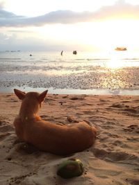 Scenic view of sea at sunset