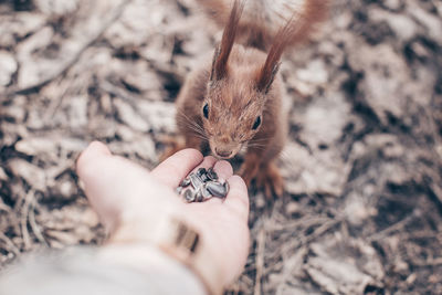 Squirrel takes nuts from the hands of a woman