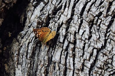 Close-up of butterfly on wood