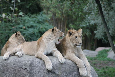 View of two lion on rock