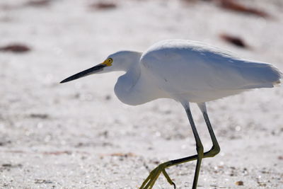 Close-up of a bird