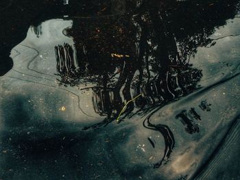 Reflection of trees in water