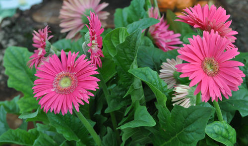 Close-up of pink flowers blooming outdoors