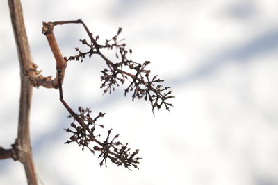 Low angle view of branches against clouds