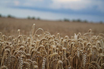 Close-up of wheat growing on field against sky