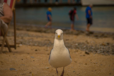 Close-up of seagull perching on sand