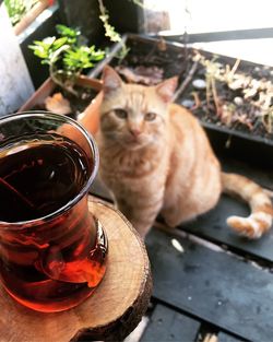 Cat sitting on table