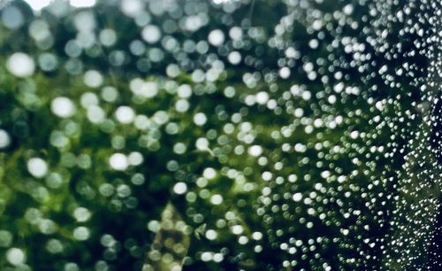 Full frame shot of raindrops on plants