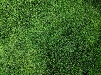 Full frame shot of grass in field