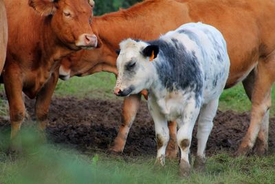 Close-up of cow standing on field