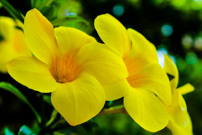 Close-up of yellow flower blooming outdoors