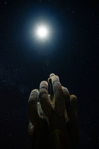 Low angle view of an animal on sea at night