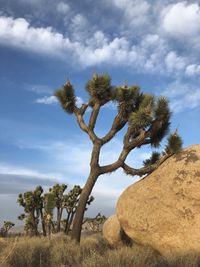 Low angle view of tree against sky