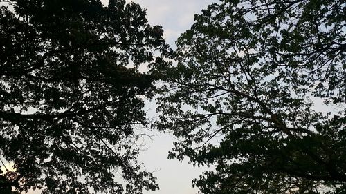 Low angle view of trees against sky