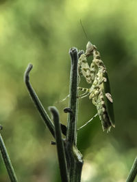 Close-up of insect on plant