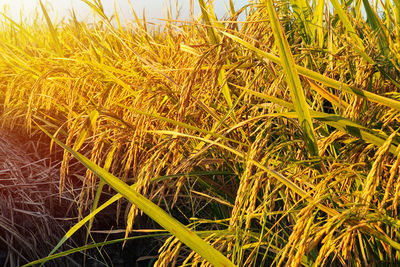 Close-up of stalks in field