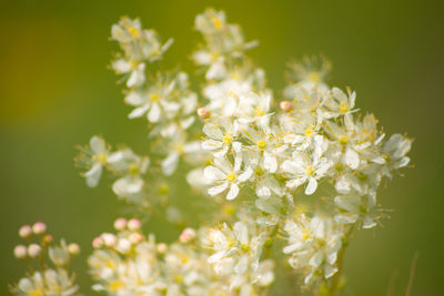 Close-up of white flowering plant