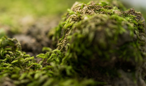 Close-up of moss growing on plant