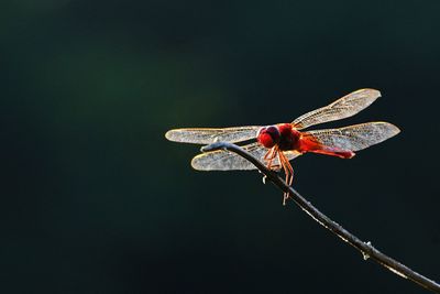 Close-up of dragonfly on twig