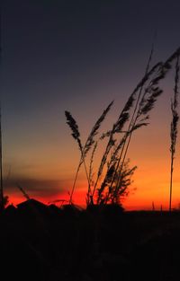 Silhouette plant on land against romantic sky at sunset