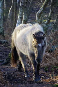 Portrait of horse in forest