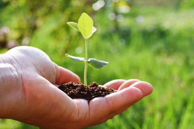 Close-up of hand holding small plant