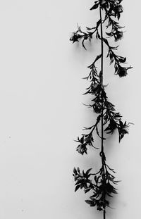 Low angle view of tree against clear sky