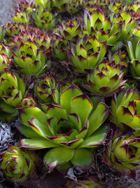 High angle view of succulent plant