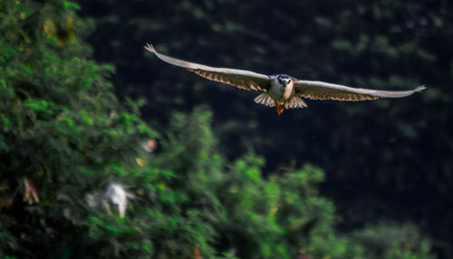 Blurred motion of a bird flying over white background