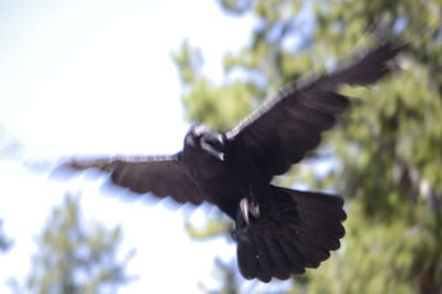 Close-up of bird flying against clear sky