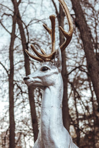 Close-up of deer in forest