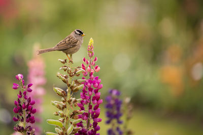 Close-up of bird perching on flower