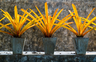 Close-up of potted plants against wall