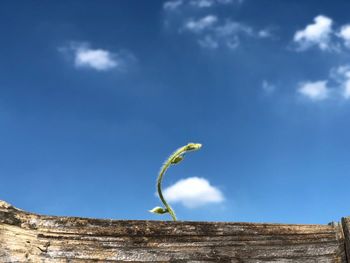 Low angle view of a plant against blue sky